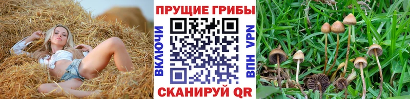 наркотики  Курлово  Псилоцибиновые грибы мухоморы 